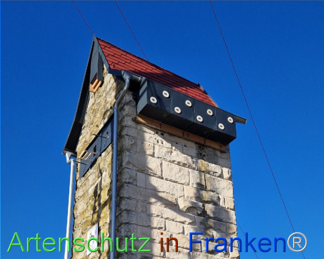 © Artenschutz in Franken® Bild zum Eintrag (1100041-160)
