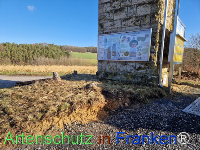 © Artenschutz in Franken® Bild zum Eintrag (1100053-160)