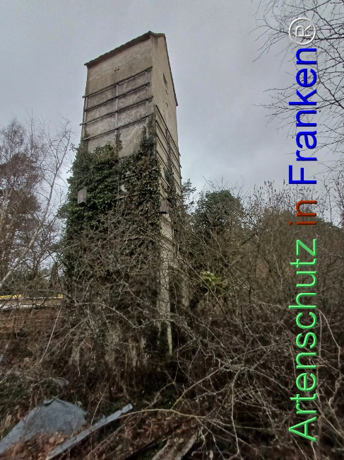 © Artenschutz in Franken® Bild zum Eintrag (1100333-160)
