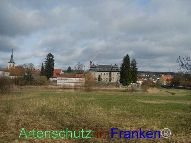 © Artenschutz in Franken® Bild zum Eintrag (1100828-160)