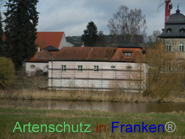 © Artenschutz in Franken® Bild zum Eintrag (1100835-160)