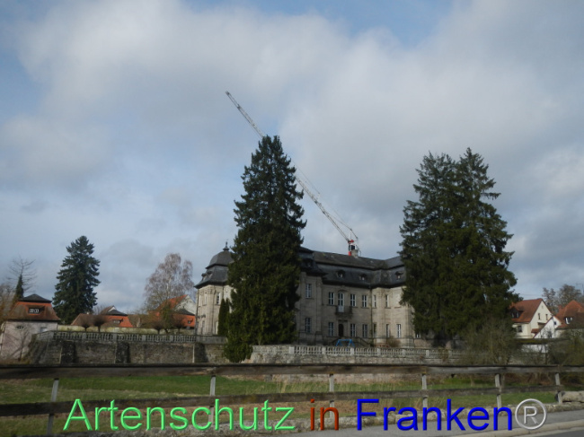 © Artenschutz in Franken® Bild zum Eintrag (1100842-160)