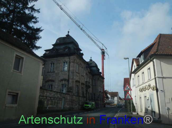 © Artenschutz in Franken® Bild zum Eintrag (1100843-160)