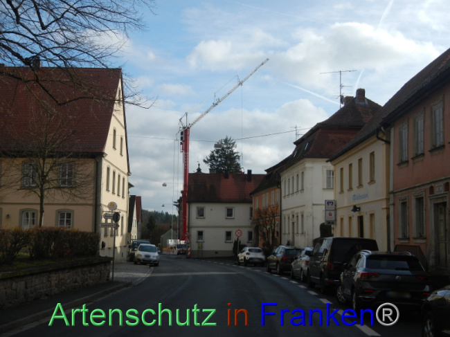 © Artenschutz in Franken® Bild zum Eintrag (1100845-160)