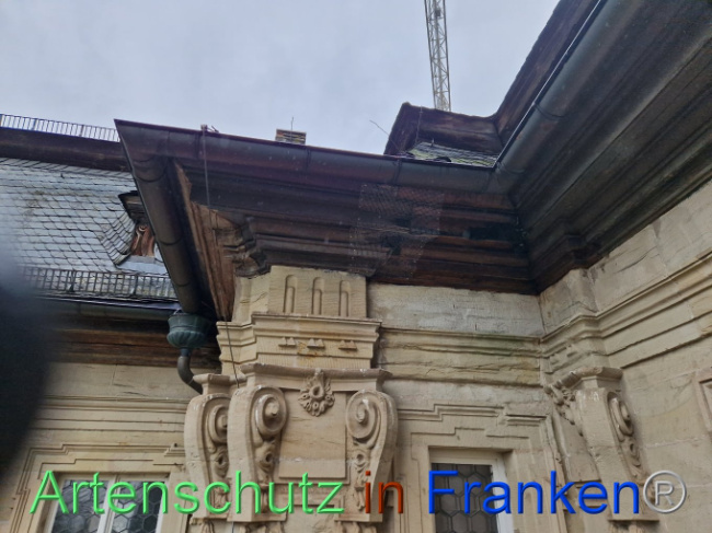 © Artenschutz in Franken® Bild zum Eintrag (1100973-160)