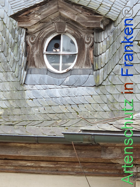 © Artenschutz in Franken® Bild zum Eintrag (1100980-160)