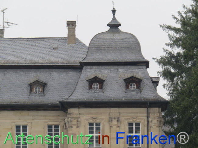 © Artenschutz in Franken® Bild zum Eintrag (1101018-160)