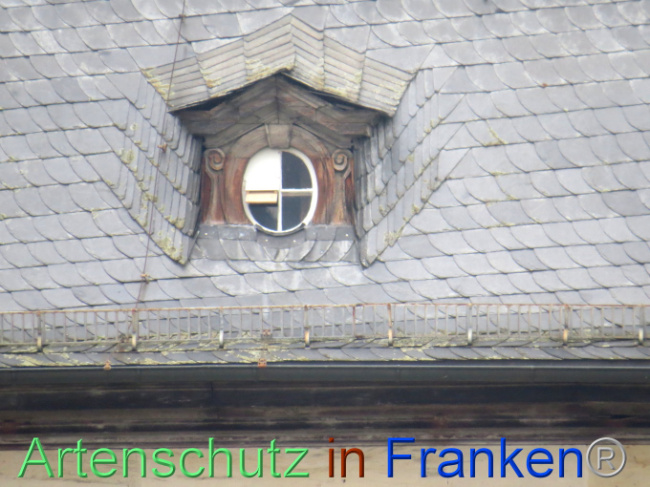 © Artenschutz in Franken® Bild zum Eintrag (1101020-160)