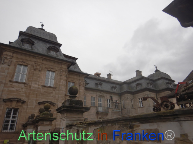 © Artenschutz in Franken® Bild zum Eintrag (1101038-160)