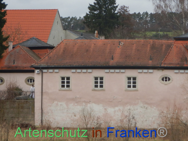 © Artenschutz in Franken® Bild zum Eintrag (1101046-160)