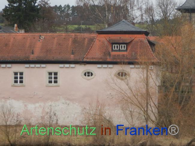 © Artenschutz in Franken® Bild zum Eintrag (1101047-160)