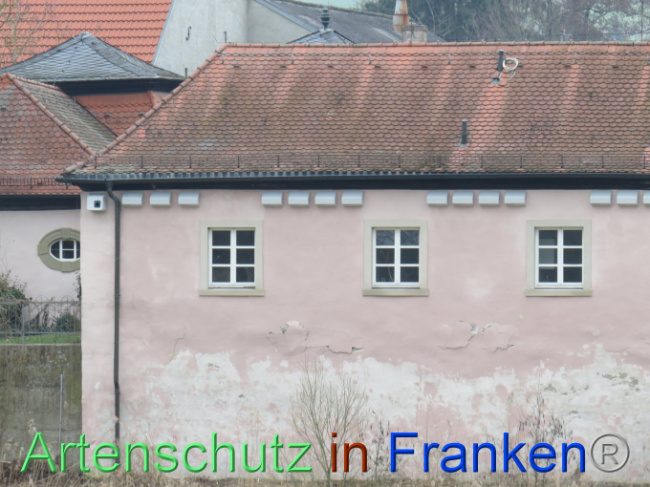 © Artenschutz in Franken® Bild zum Eintrag (1101053-160)
