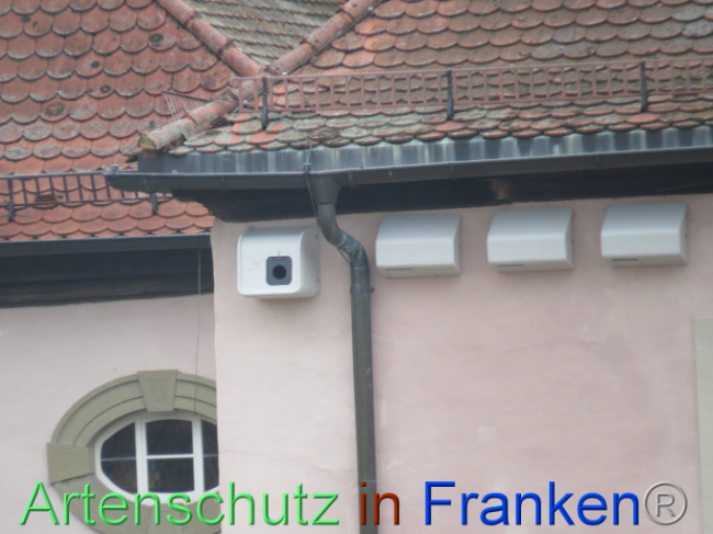 © Artenschutz in Franken® Bild zum Eintrag (1101054-160)