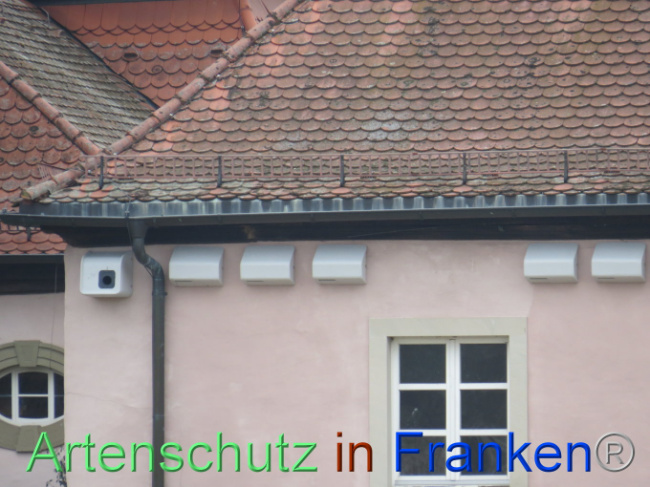 © Artenschutz in Franken® Bild zum Eintrag (1101055-160)