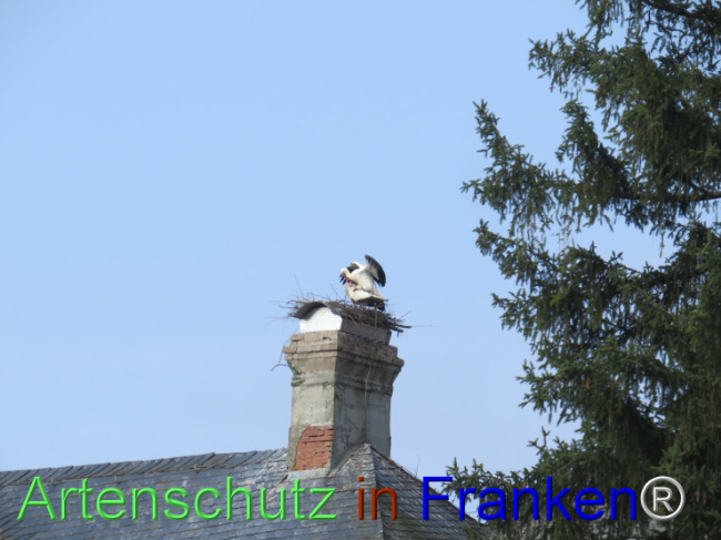 © Artenschutz in Franken® Bild zum Eintrag (1101303-160)