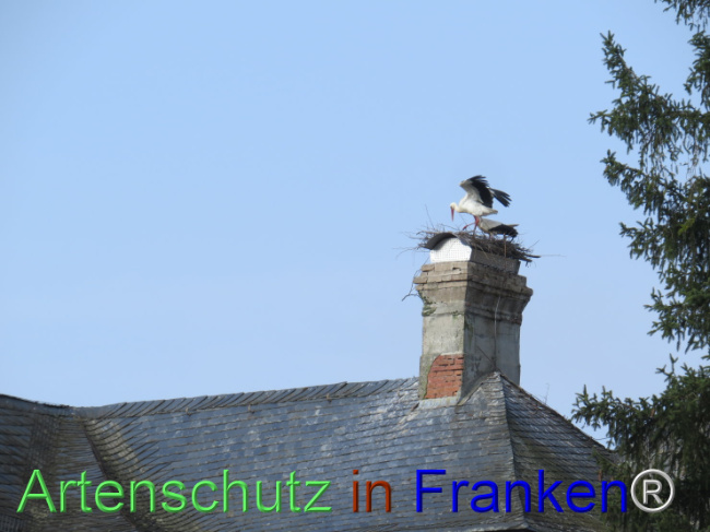 © Artenschutz in Franken® Bild zum Eintrag (1101304-160)