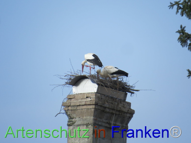 © Artenschutz in Franken® Bild zum Eintrag (1101306-160)