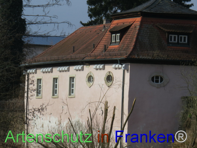 © Artenschutz in Franken® Bild zum Eintrag (1101310-160)