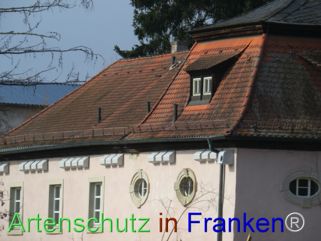 © Artenschutz in Franken® Bild zum Eintrag (1101311-160)
