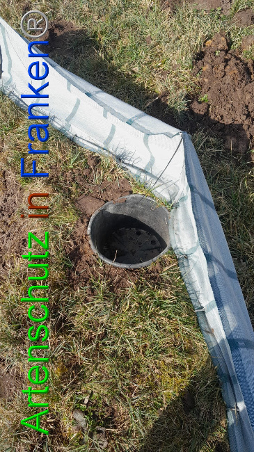 © Artenschutz in Franken® Bild zum Eintrag (1101516-160)