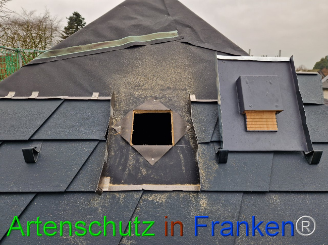 © Artenschutz in Franken® Bild zum Eintrag (1101564-160)