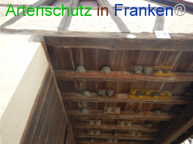 © Artenschutz in Franken® Bild zum Eintrag (1101857-160)