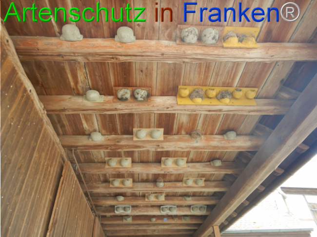© Artenschutz in Franken® Bild zum Eintrag (1101858-160)