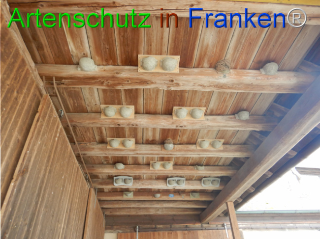 © Artenschutz in Franken® Bild zum Eintrag (1101860-160)