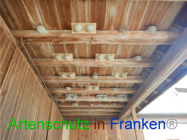 © Artenschutz in Franken® Bild zum Eintrag (1101861-160)