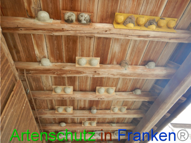 © Artenschutz in Franken® Bild zum Eintrag (1101862-160)
