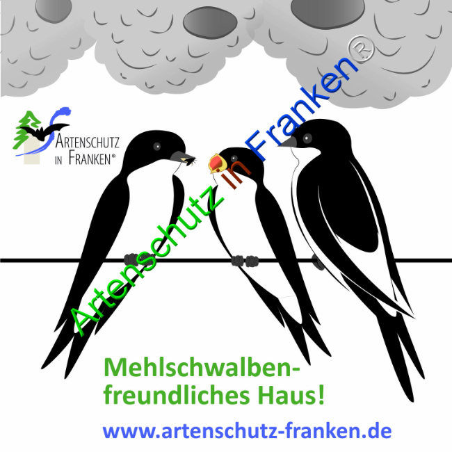 © Artenschutz in Franken® Bild zum Eintrag (1101864-160)