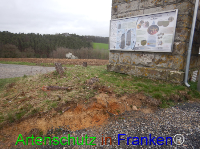 © Artenschutz in Franken® Bild zum Eintrag (1101908-160)