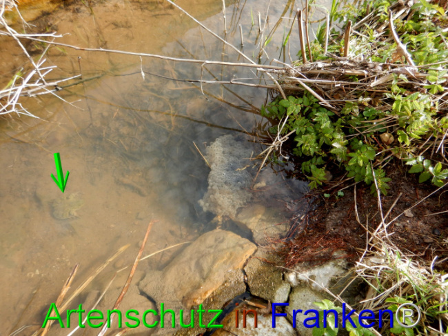 © Artenschutz in Franken® Bild zum Eintrag (1101934-160)