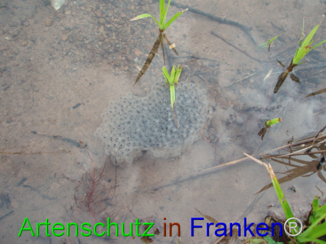© Artenschutz in Franken® Bild zum Eintrag (1101936-160)