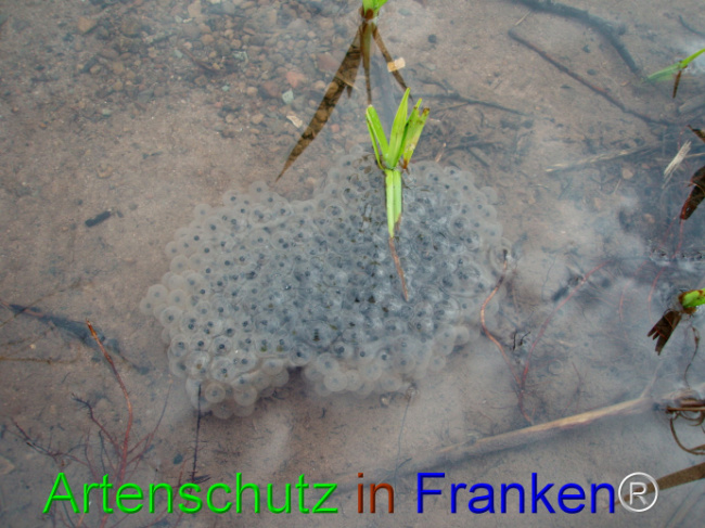 © Artenschutz in Franken® Bild zum Eintrag (1101937-160)