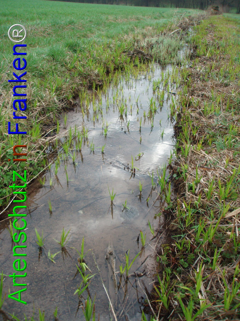 © Artenschutz in Franken® Bild zum Eintrag (1101938-160)