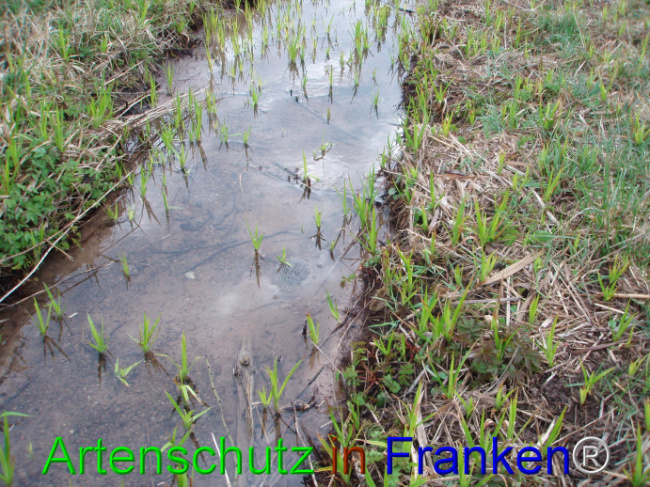 © Artenschutz in Franken® Bild zum Eintrag (1101939-160)