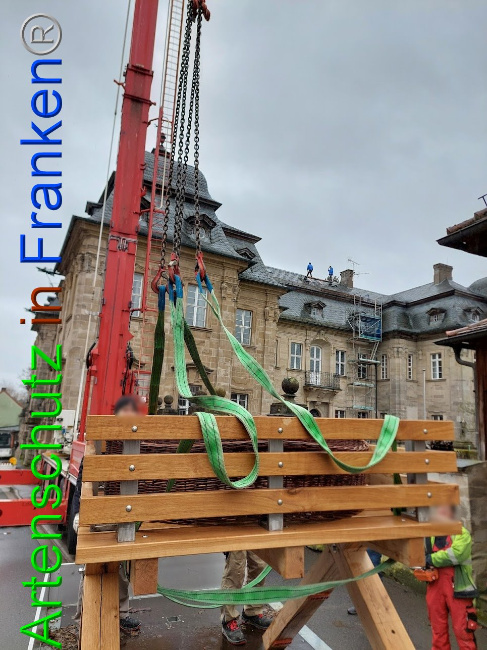 © Artenschutz in Franken® Bild zum Eintrag (1102106-160)