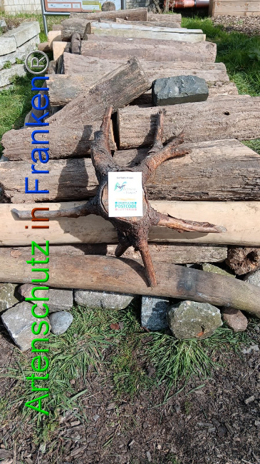 © Artenschutz in Franken® Bild zum Eintrag (1102186-160)