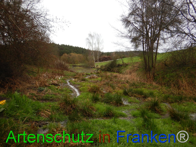 © Artenschutz in Franken® Bild zum Eintrag (1102268-160)