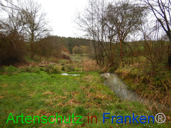 © Artenschutz in Franken® Bild zum Eintrag (1102269-160)