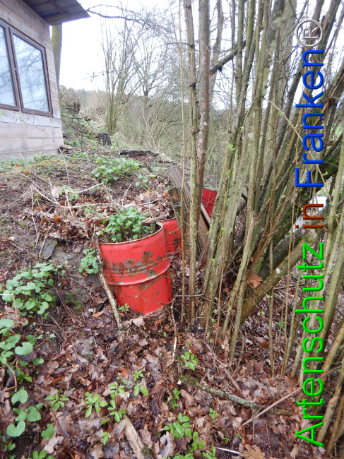 © Artenschutz in Franken® Bild zum Eintrag (1102279-160)