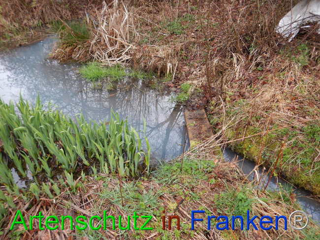 © Artenschutz in Franken® Bild zum Eintrag (1102291-160)