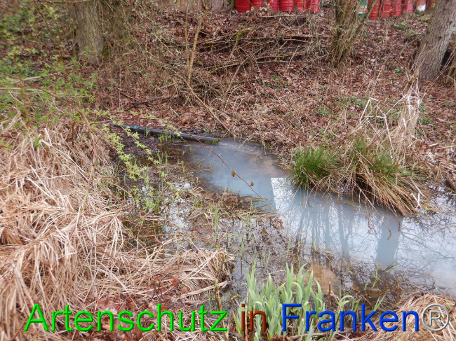 © Artenschutz in Franken® Bild zum Eintrag (1102293-160)