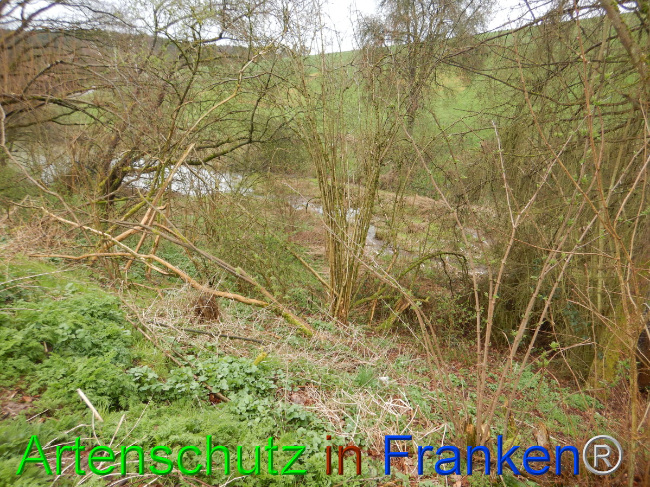 © Artenschutz in Franken® Bild zum Eintrag (1102297-160)