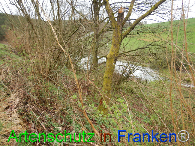© Artenschutz in Franken® Bild zum Eintrag (1102298-160)