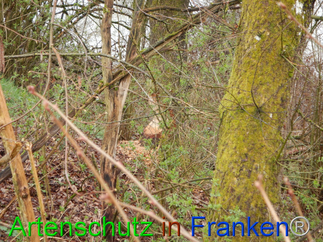 © Artenschutz in Franken® Bild zum Eintrag (1102299-160)