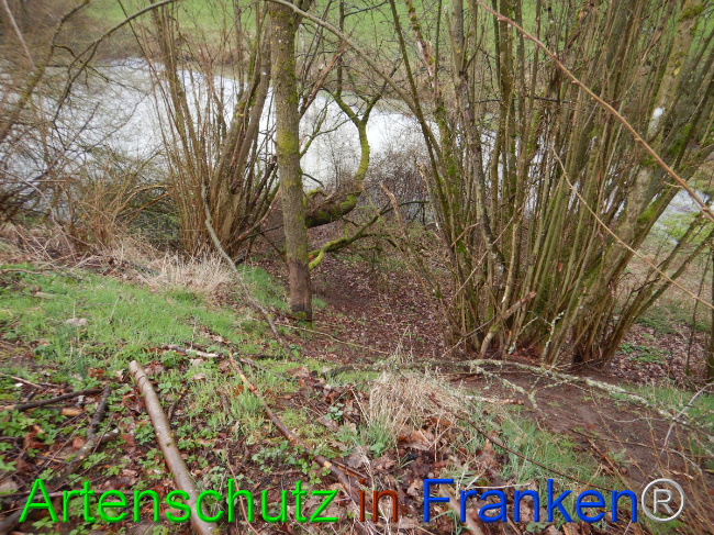© Artenschutz in Franken® Bild zum Eintrag (1102300-160)