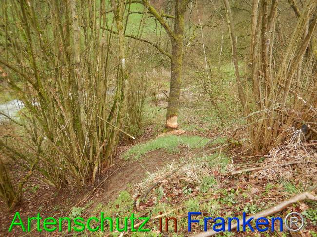© Artenschutz in Franken® Bild zum Eintrag (1102301-160)