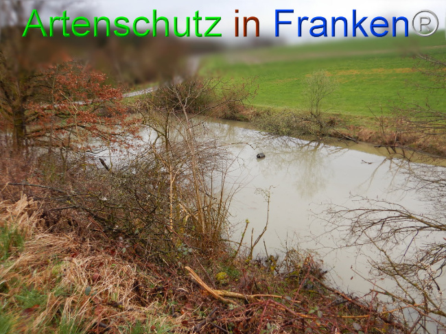 © Artenschutz in Franken® Bild zum Eintrag (1102304-160)